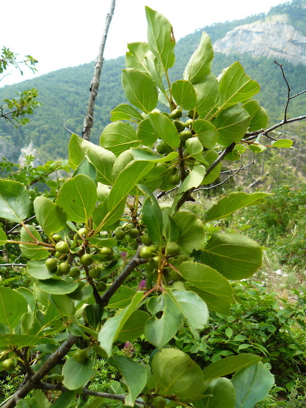 Rhamnus cathartica L. Жостер слабительный — Planta Medica